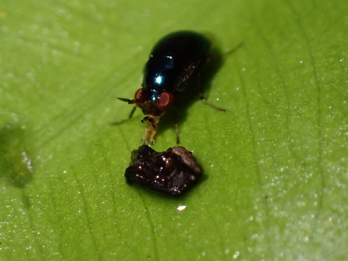 Spaniocelyphus palmi observed 2023-07-01