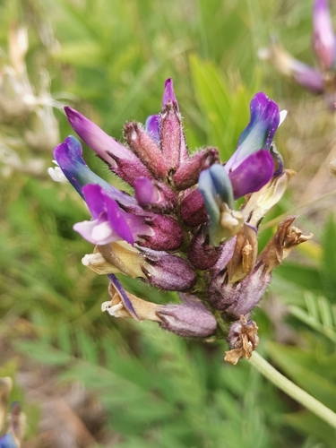 Image of Astragalus vesicarius by (c) Ljaž, some rights reserved (CC BY)