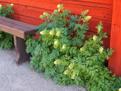 Corydalis nobilis