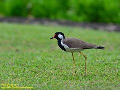 Vanellus indicus lankae