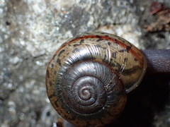 Helminthoglypta petricola