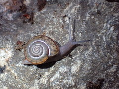 Helminthoglypta petricola