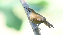 Pheugopedius maculipectus