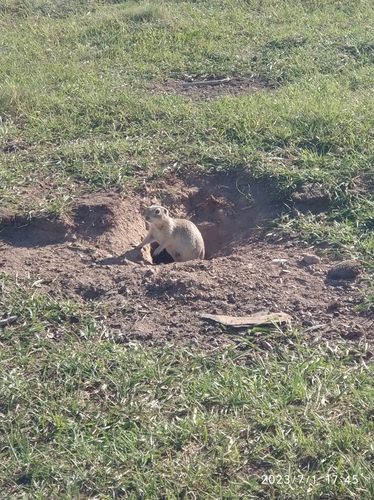 Anatolian Ground Squirrel