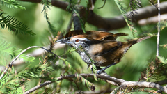 Pheugopedius maculipectus