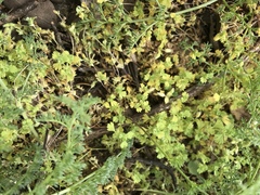 Alchemilla occidentalis