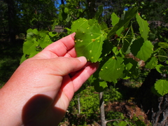 Harmandiola globuli