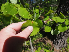 Harmandiola globuli