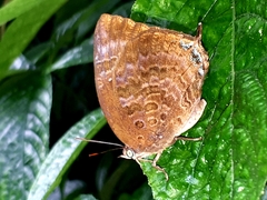 Arhopala centaurus nakula