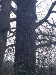 Diospyros virginiana