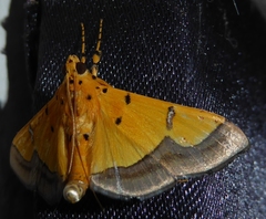 Endocrossis flavibasalis