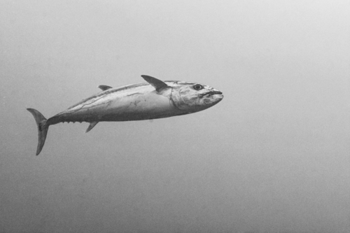 Dogtooth Tuna — seen at this dive site