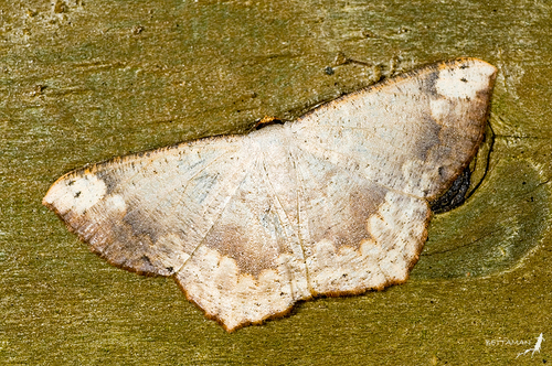 Peratostega