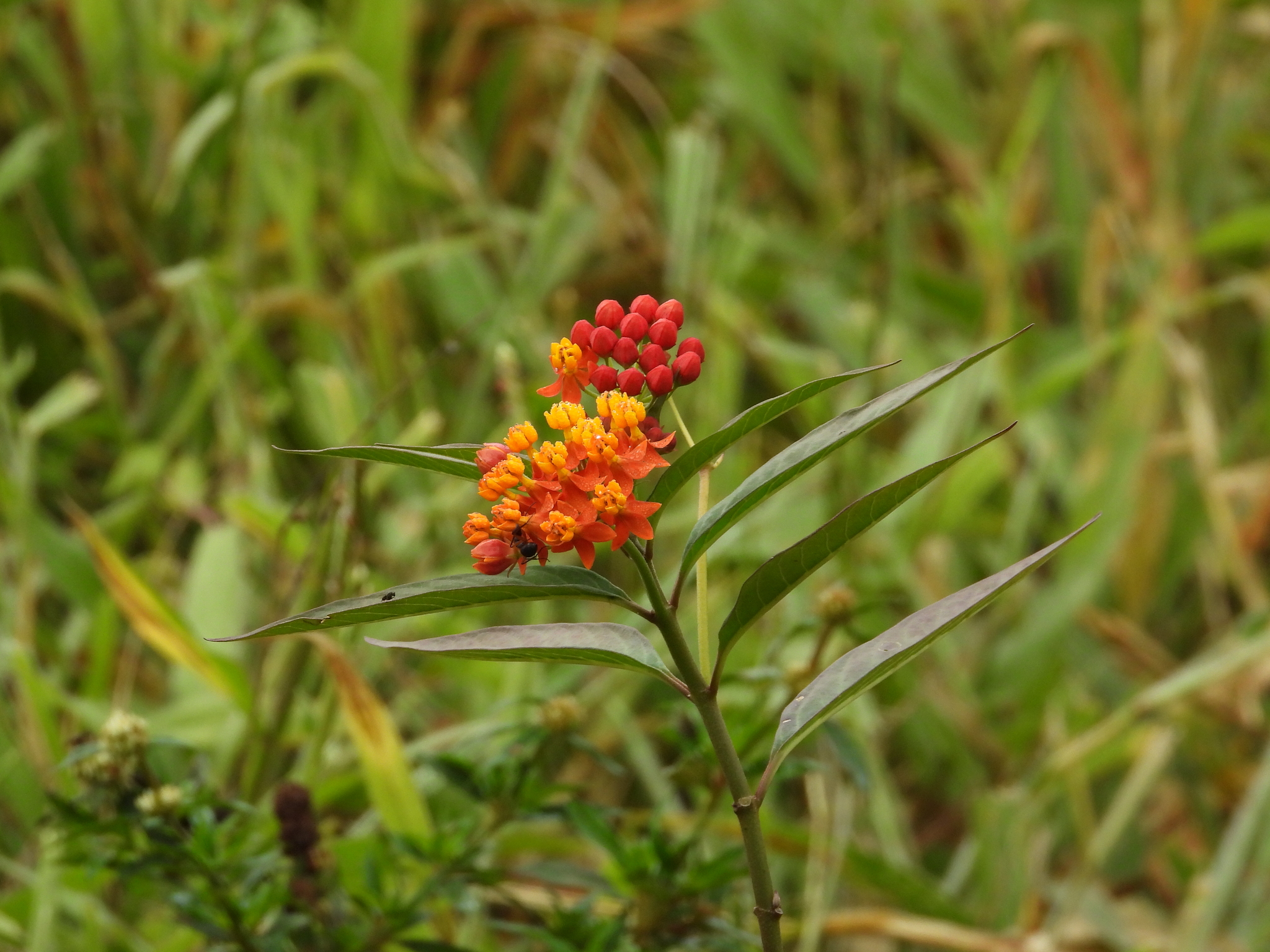 Asclepias curassavica