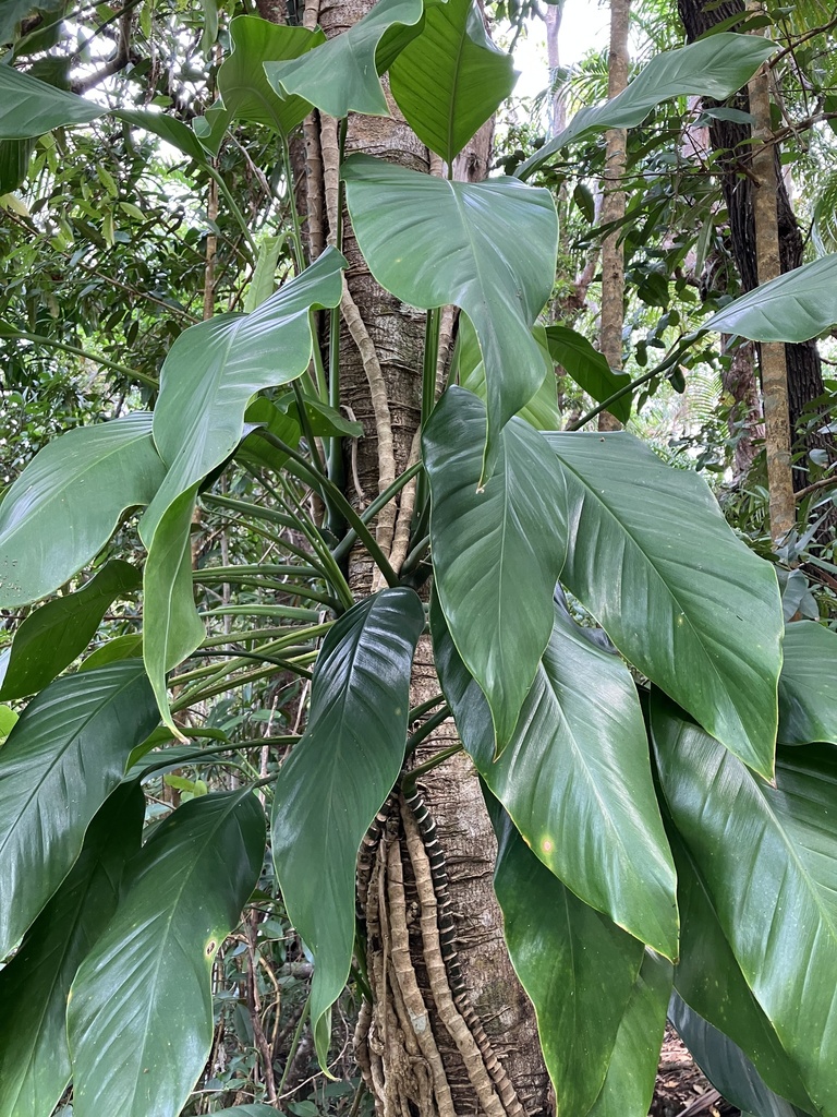 Epipremnum amplissimum