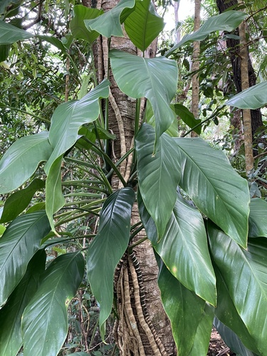 Epipremnum amplissimum