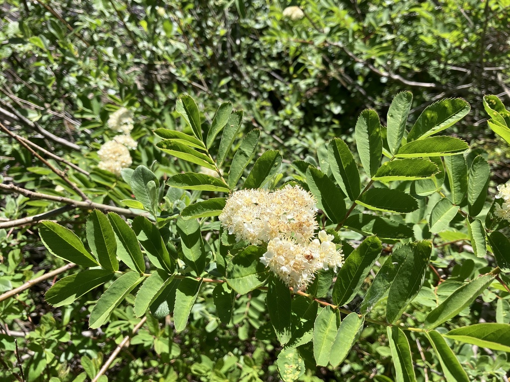 Sitka MountainAsh from Mt. Hood Park Division Recreation Area