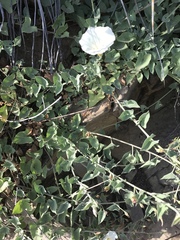 Calystegia collina