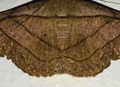 Tiruvaca subcostalis