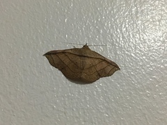 Tiruvaca subcostalis