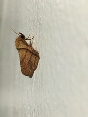 Tiruvaca subcostalis