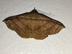 Tiruvaca subcostalis