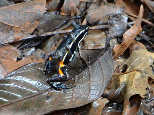 Ameerega picta