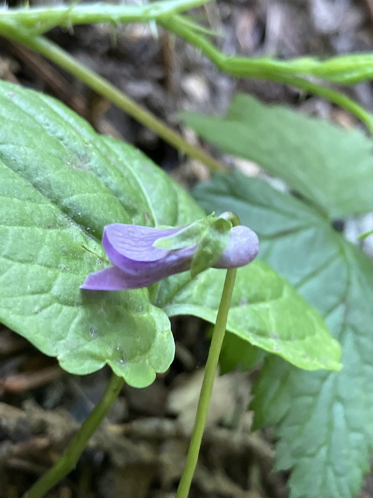 violets from Mt. Hood Park Division Recreation Area, Government Camp