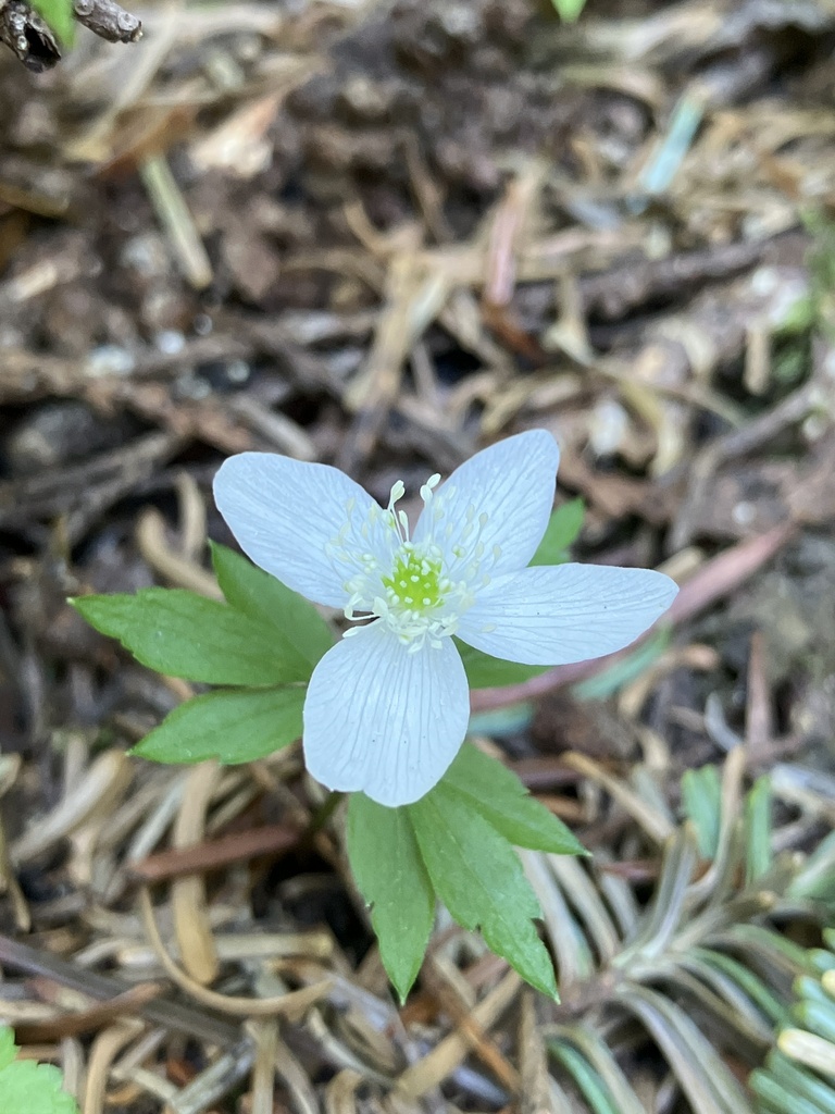 Anemonoides from Mt. Hood Park Division Recreation Area, Government