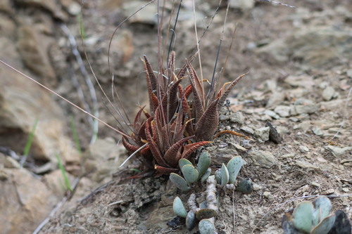 Haworthiopsis venosa (Haworthiopsis venosa)