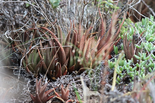 Haworthiopsis venosa
