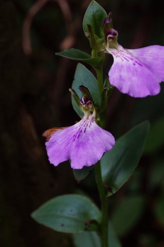 Brachycorythis macrantha image