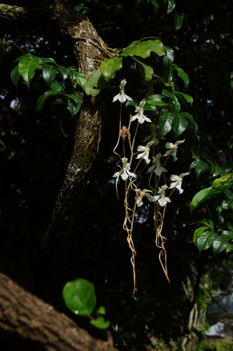 Aerangis kotschyana