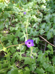 Pholistoma auritum auritum