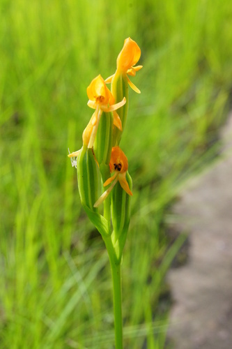 Platycoryne paludosa