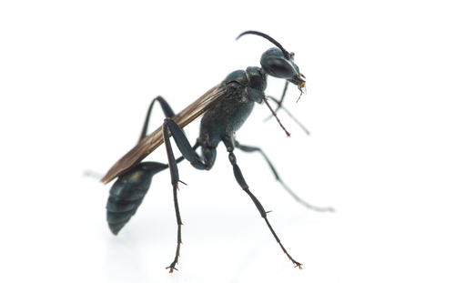 Chalybion flebile