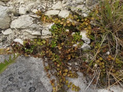 Epilobium nummulariifolium
