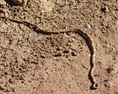 Imantodes gemmistratus