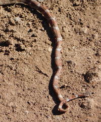 Imantodes gemmistratus