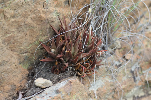 Image of Haworthiopsis venosa by (c) amantedarmanin, some rights reserved (CC BY)