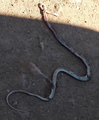 Imantodes gemmistratus