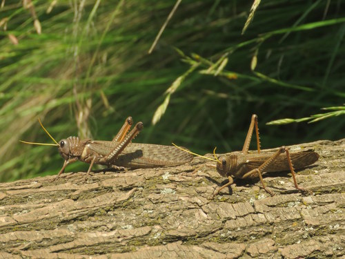 Tropidacris collaris