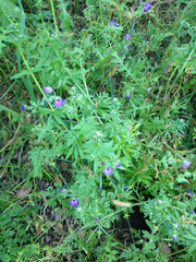 Pholistoma auritum auritum