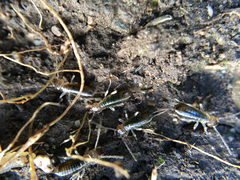 Forficula auricularia