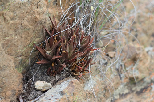 Haworthiopsis venosa