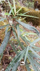 Olearia lacunosa