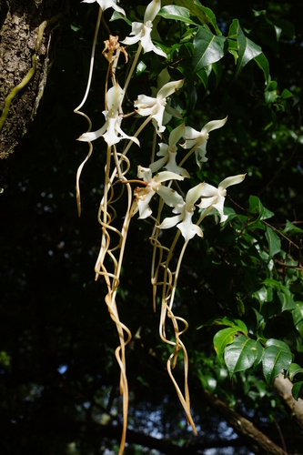Aerangis kotschyana