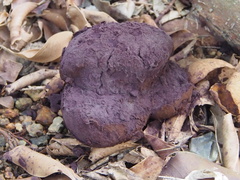 Calvatia lilacina