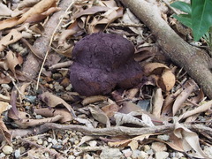 Calvatia lilacina
