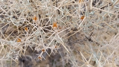 Tetradymia stenolepis